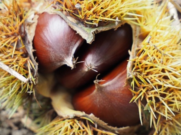 2023/09/28　恒例の栗拾いをしました